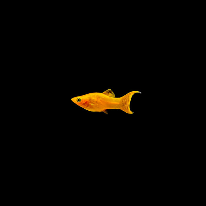 GOLD LYRETAIL MOLLY