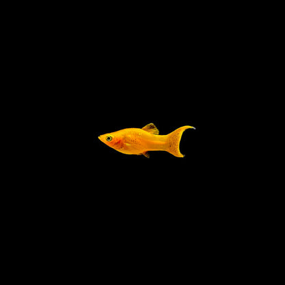 GOLD LYRETAIL MOLLY