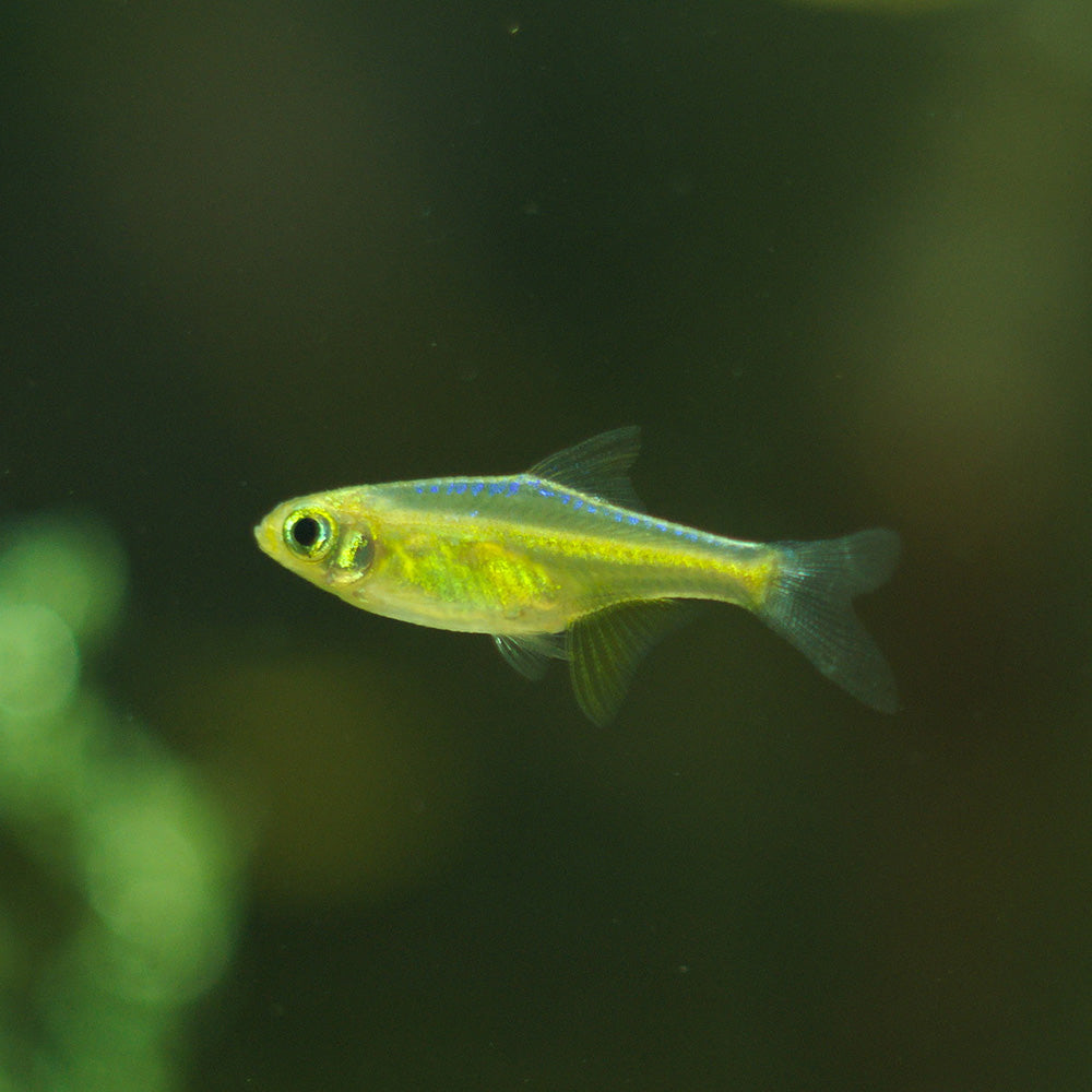 GREEN KUBOTAI RASBORA