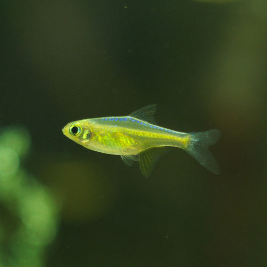 GREEN KUBOTAI RASBORA