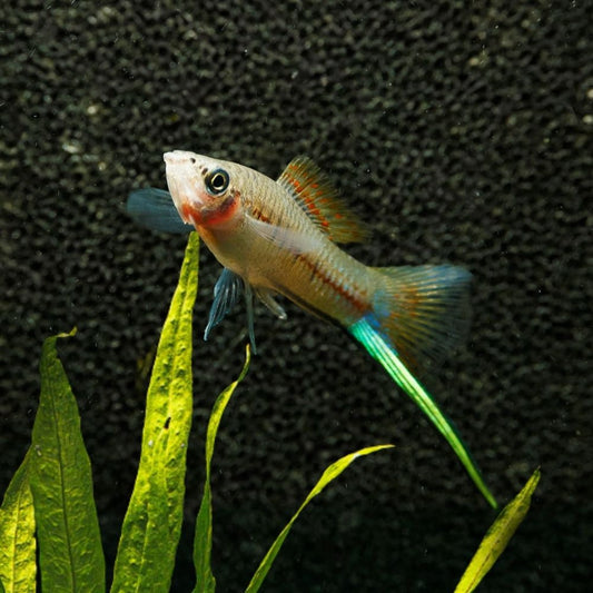 GREEN SWORDTAIL | XIPHOPHORUS HELLERI