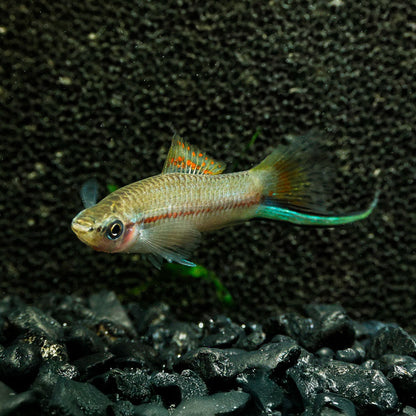 GREEN SWORDTAIL | XIPHOPHORUS HELLERI