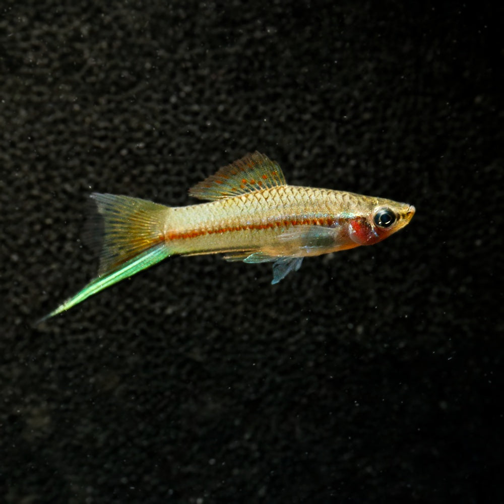 GREEN SWORDTAIL | XIPHOPHORUS HELLERI