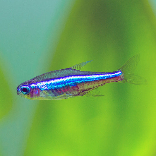 GREEN NEON TETRA | PARACHEIRODON SIMULANS