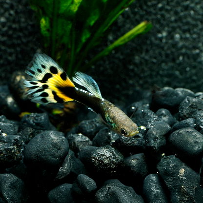 HALF BLACK LEOPARD GUPPY