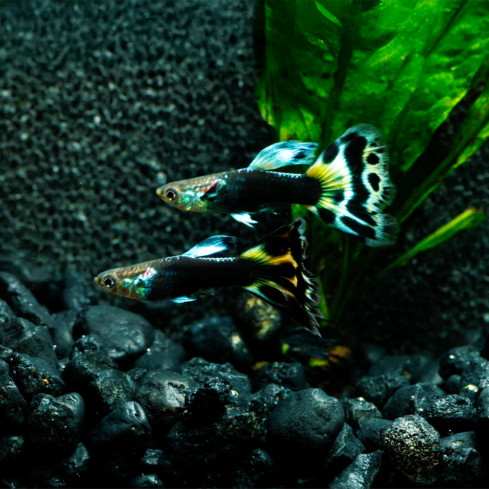 HALF BLACK LEOPARD GUPPY