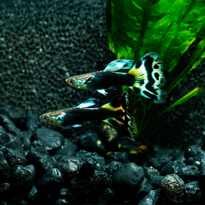 HALF BLACK LEOPARD GUPPY