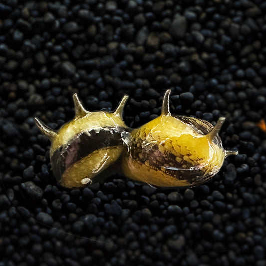 3 HORNED NERITE SNAILS