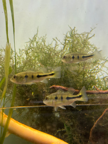 Peacock Bass (Cichla spp.) 2”