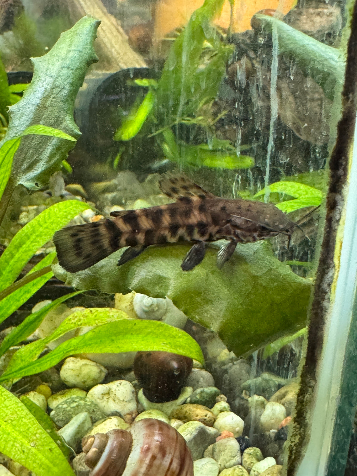 High grade hoplo catfish (3 pack)