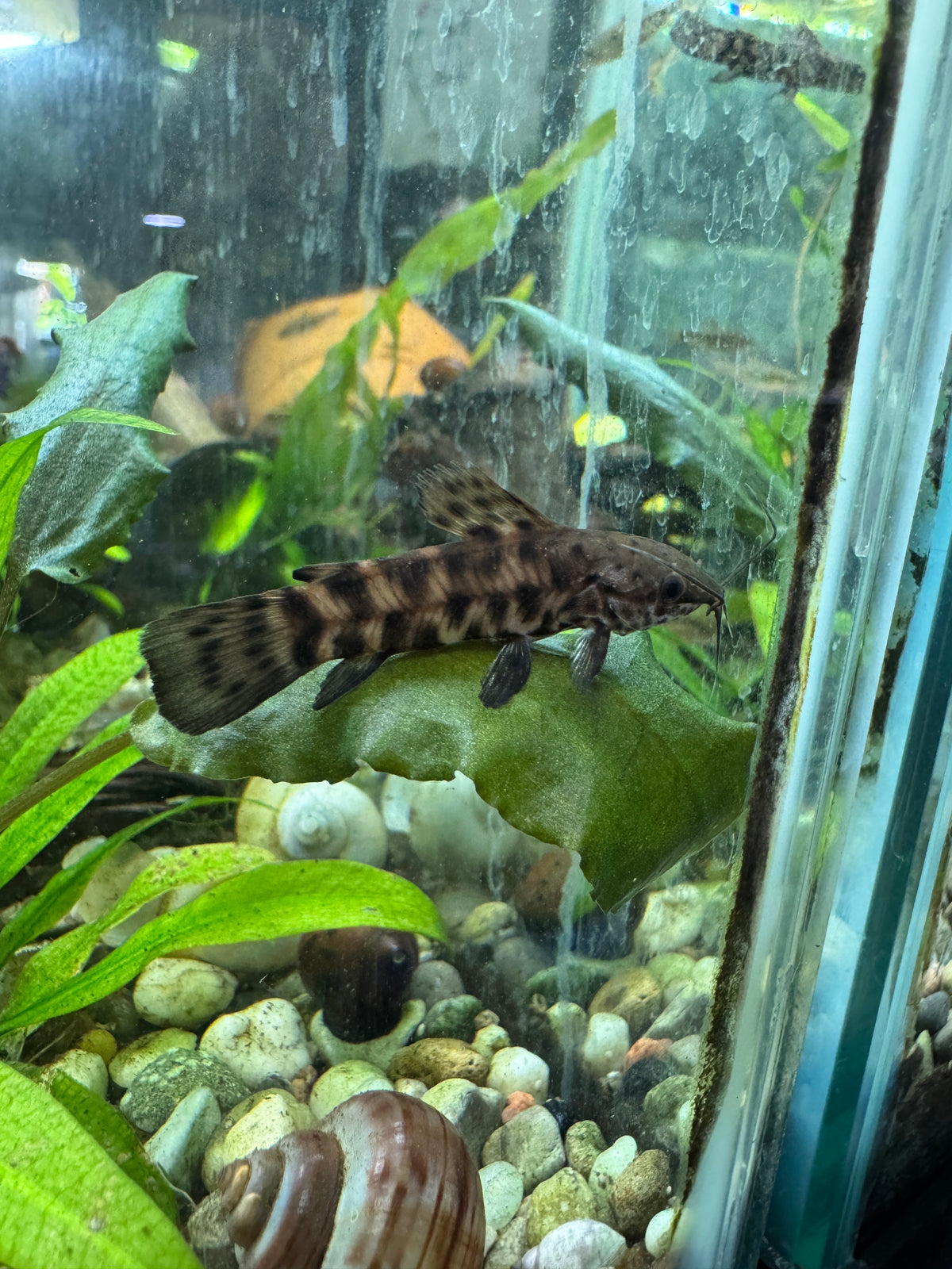 High grade hoplo catfish (3 pack)