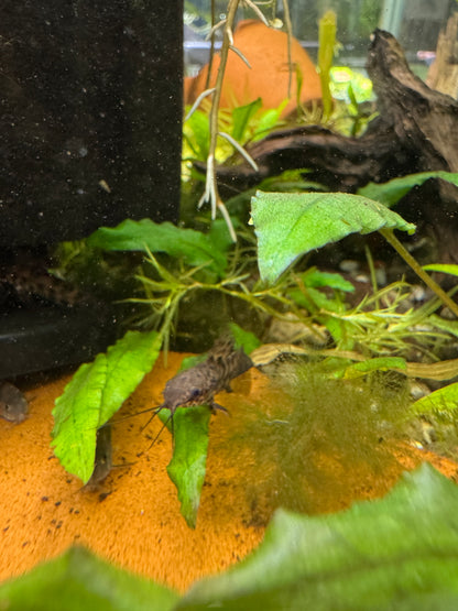 High grade hoplo catfish (3 pack)
