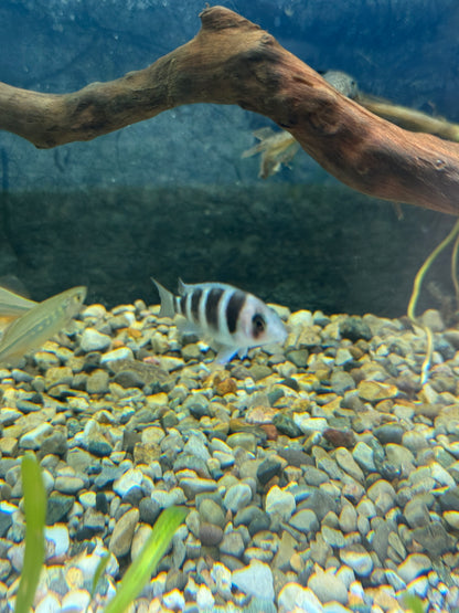 Frontosa Cichlid (Cyphotilapia frontosa)