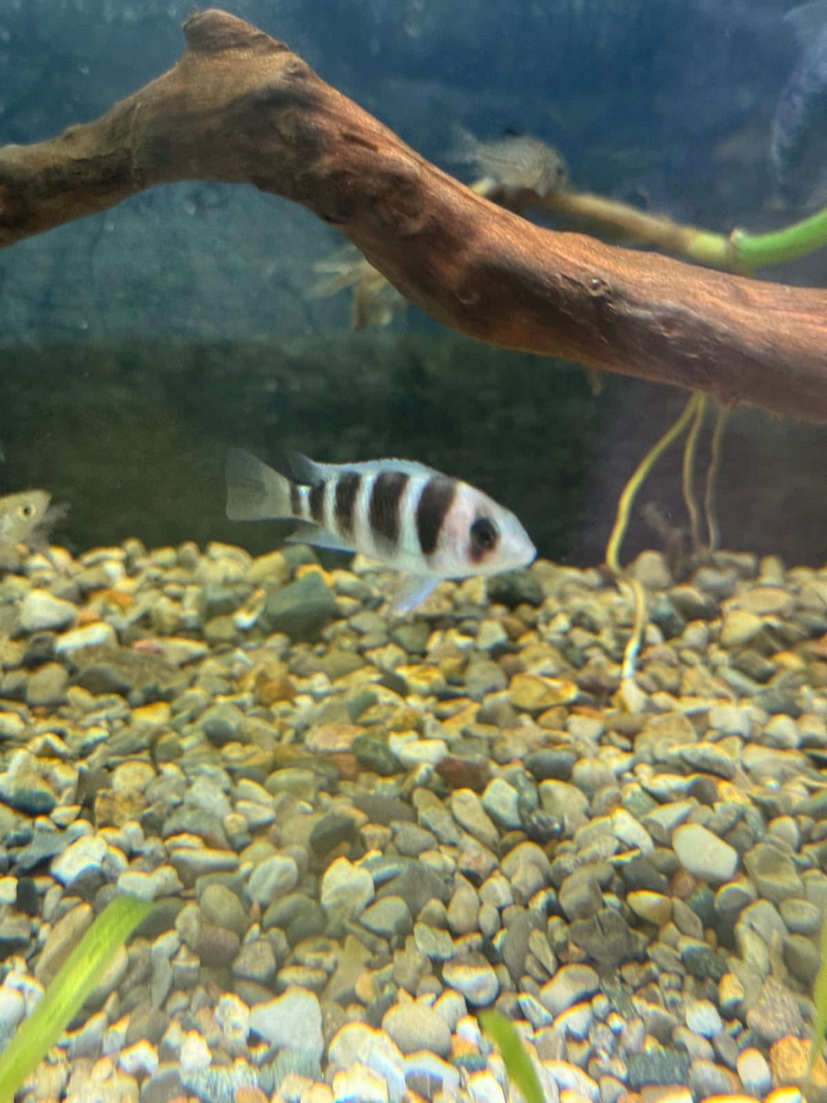 Frontosa Cichlid (Cyphotilapia frontosa)