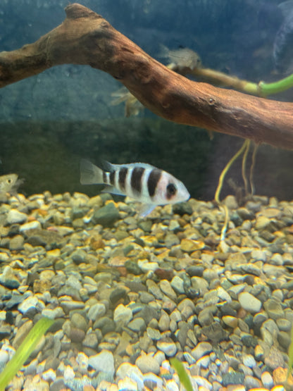Frontosa Cichlid (Cyphotilapia frontosa)