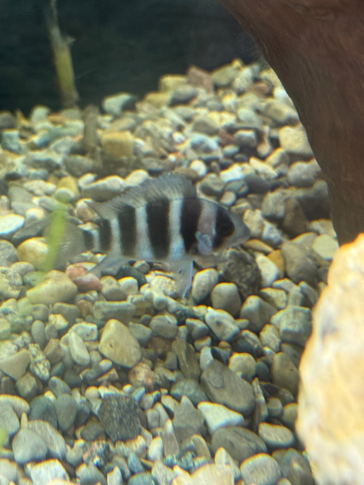 Frontosa Cichlid (Cyphotilapia frontosa)