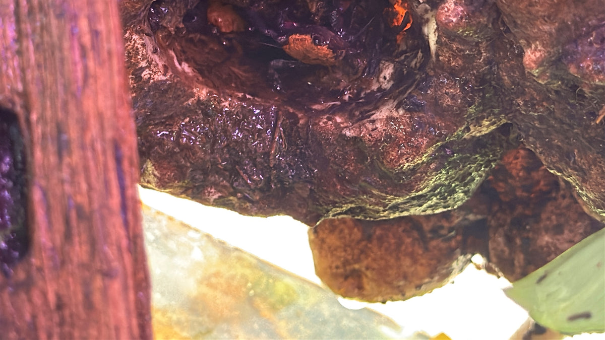 Halloween Crab (Gecarcinus quadratus)