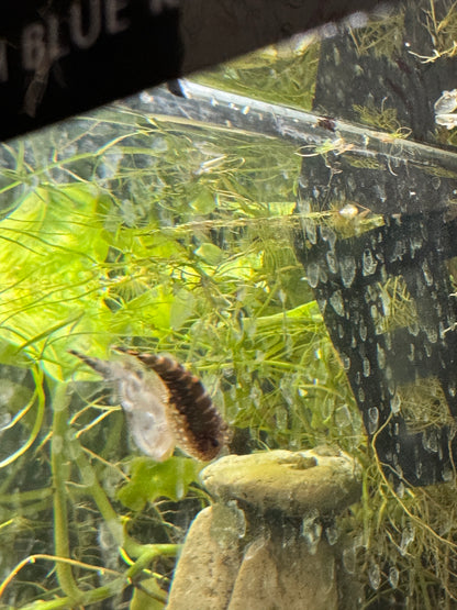 Hillstream Loach (Sewellia lineolata)