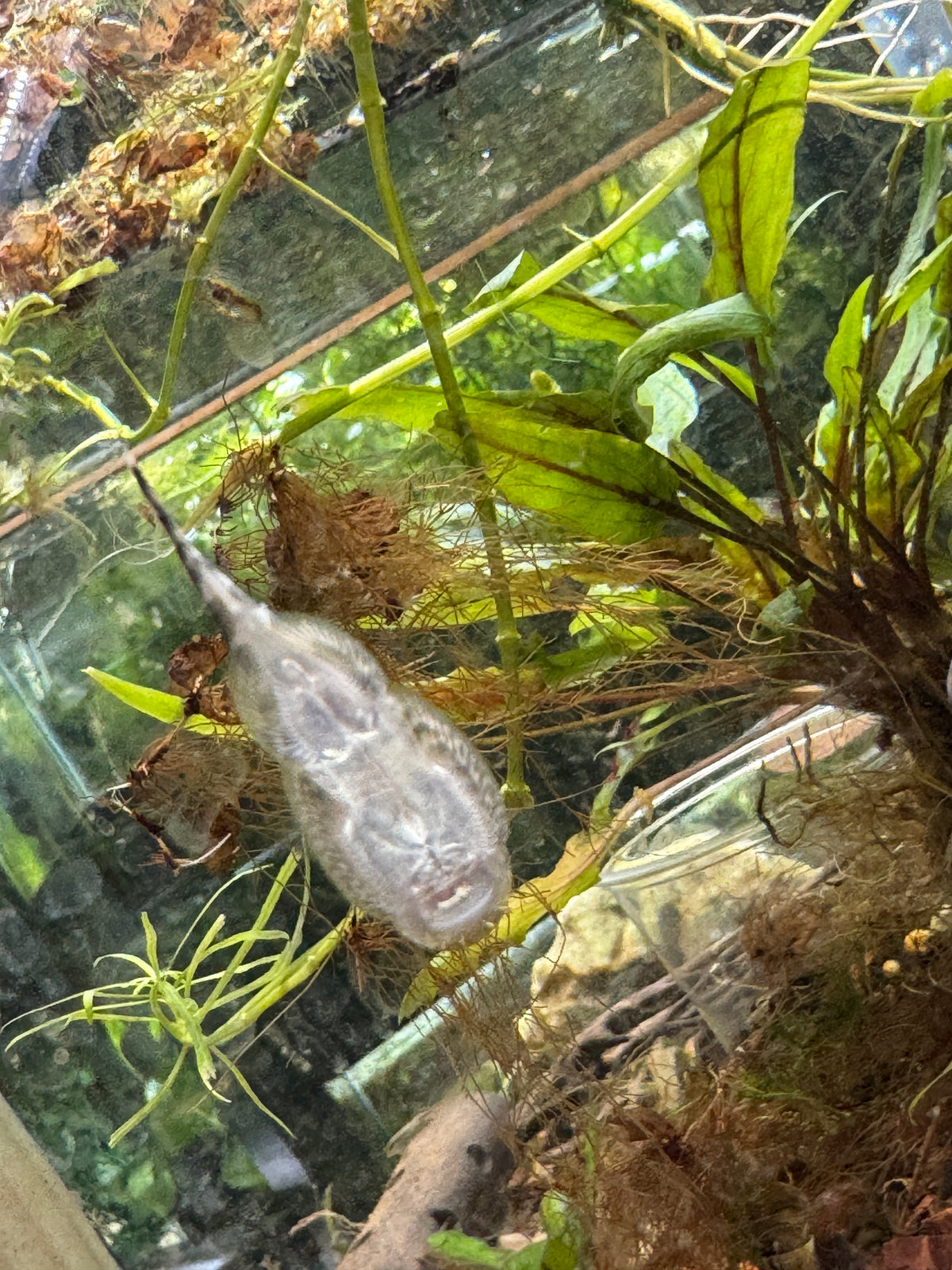 Hillstream Loach (Sewellia lineolata)