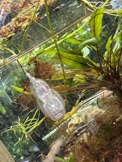 Hillstream Loach (Sewellia lineolata)