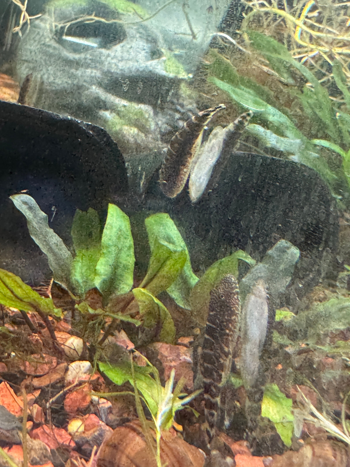 Hillstream Loach (Sewellia lineolata)