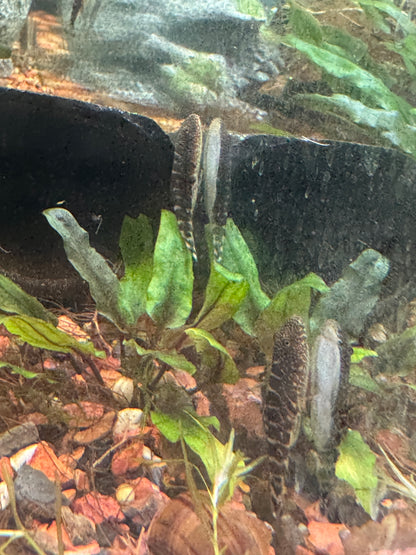 Hillstream Loach (Sewellia lineolata)