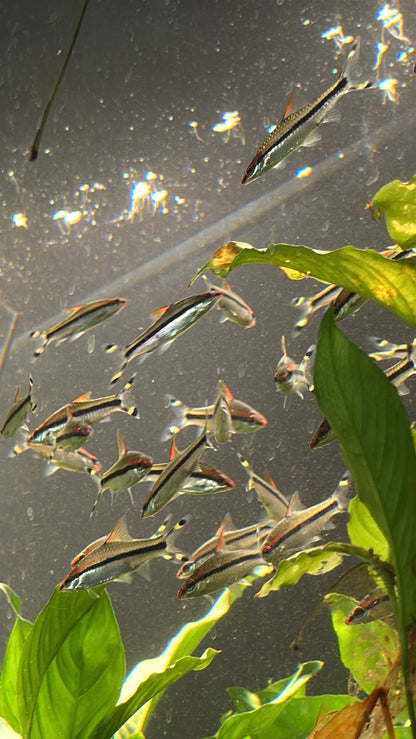 Denison Barb (Sahyadria denisonii) – The Red Line Torpedo Barb