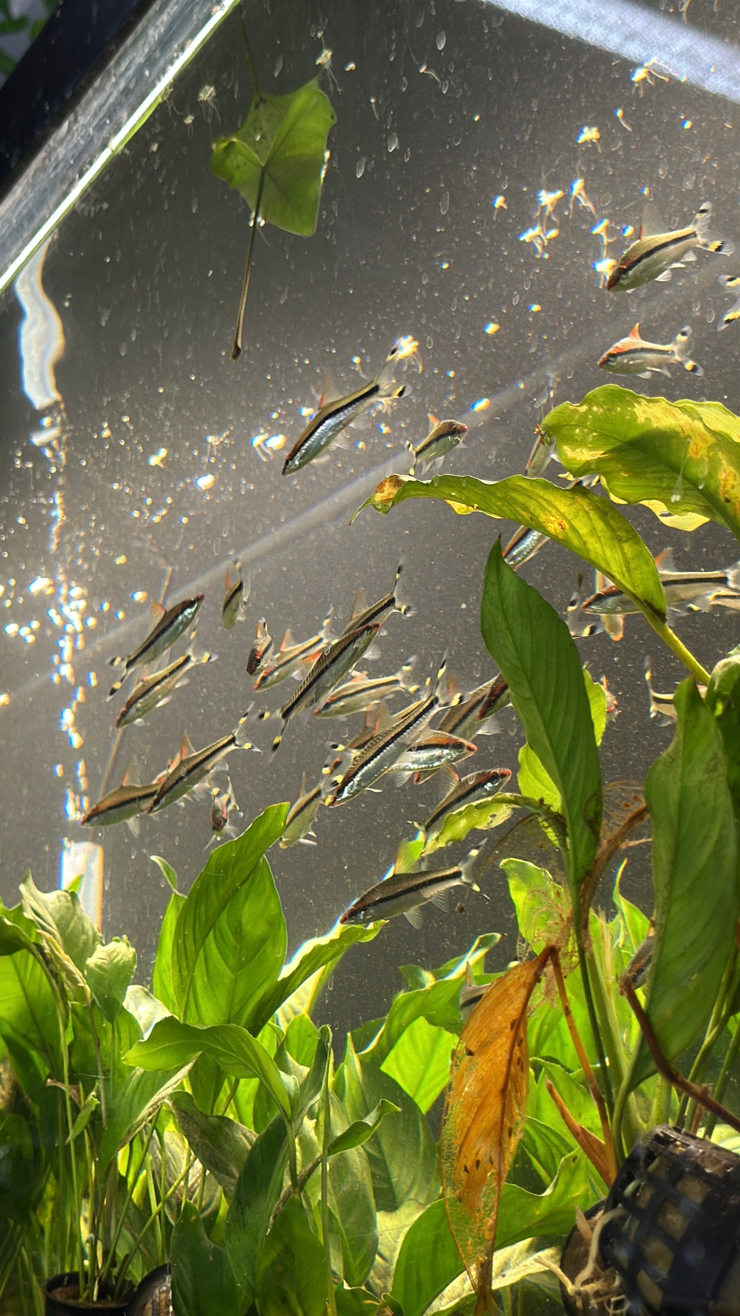 Denison Barb (Sahyadria denisonii) – The Red Line Torpedo Barb