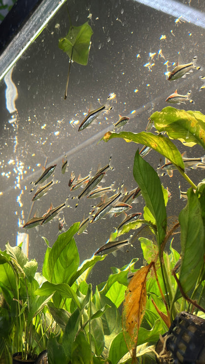 Denison Barb (Sahyadria denisonii) – The Red Line Torpedo Barb