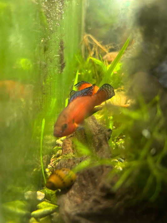 Turkana Jewel Cichlid (Hemichromis sp.) – Vibrant African Cichlid With Intense Red and Blue Coloration