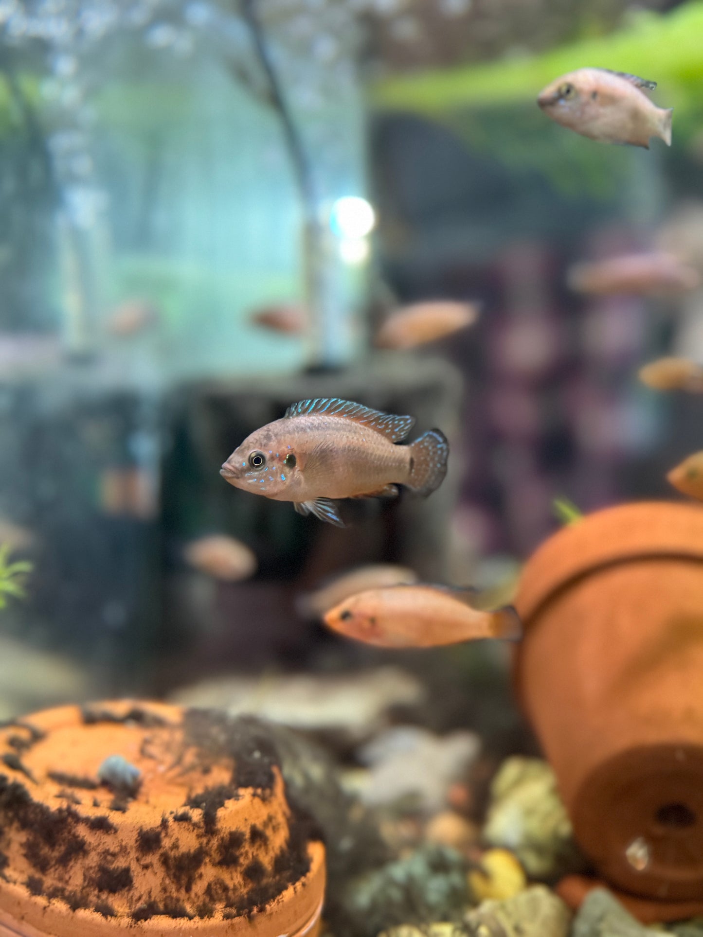 Turkana Jewel Cichlid (Hemichromis sp.) – Vibrant African Cichlid With Intense Red and Blue Coloration