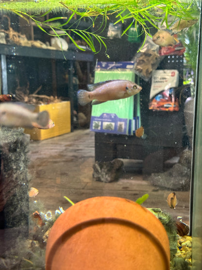Turkana Jewel Cichlid (Hemichromis sp.) – Vibrant African Cichlid With Intense Red and Blue Coloration
