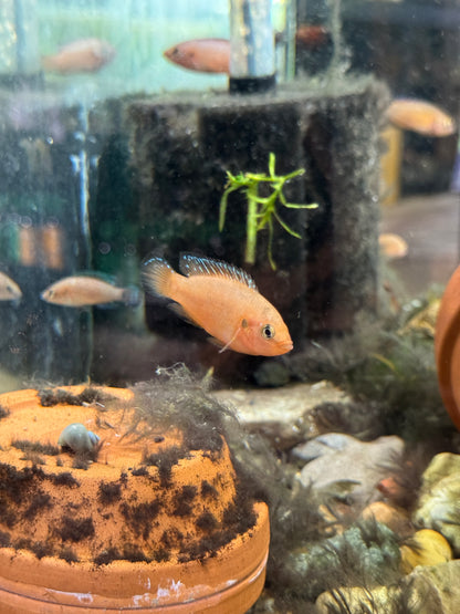 Turkana Jewel Cichlid (Hemichromis sp.) – Vibrant African Cichlid With Intense Red and Blue Coloration