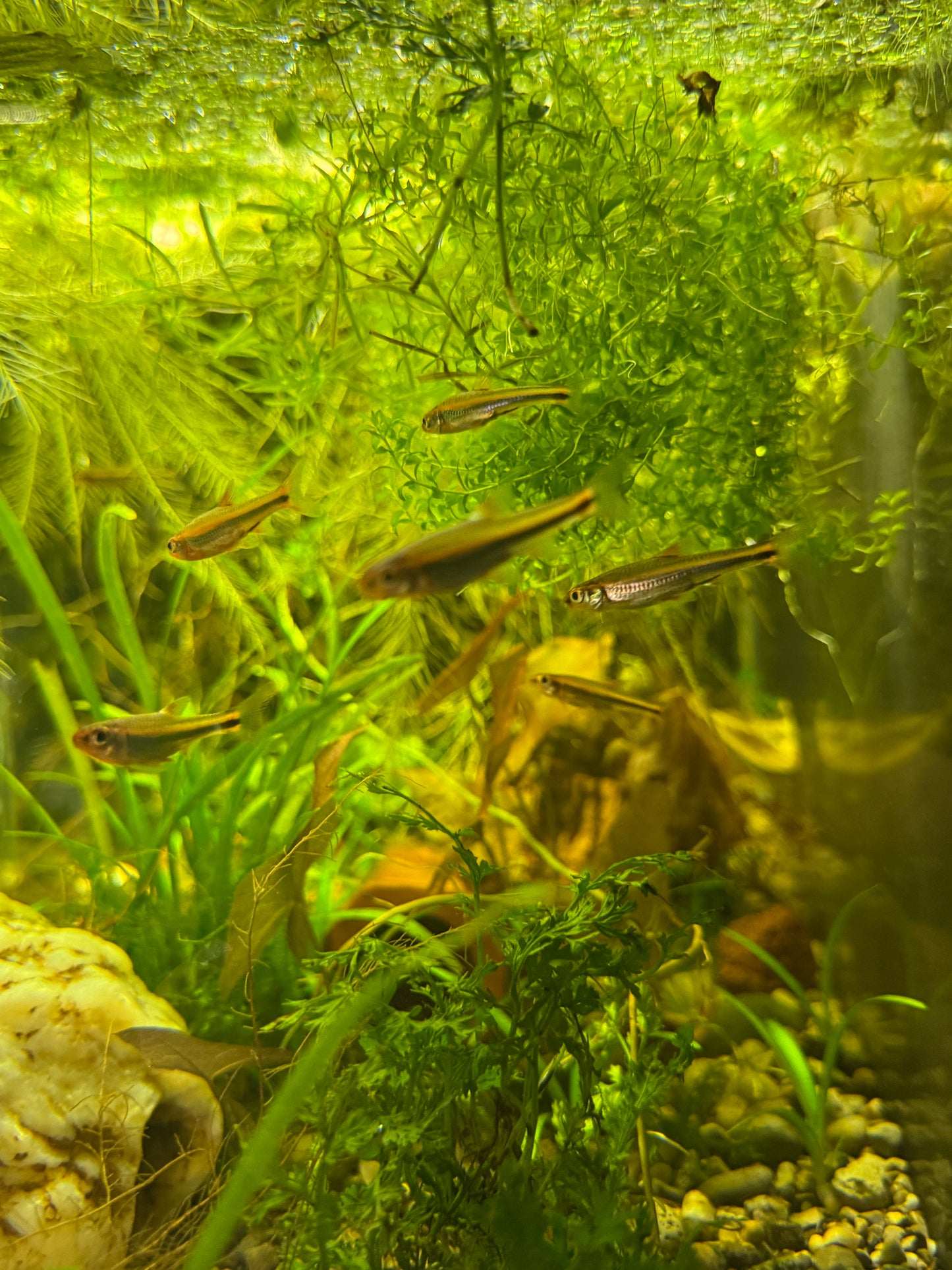 Rainbow Shiner – Living Color for Cool Water Aquariums