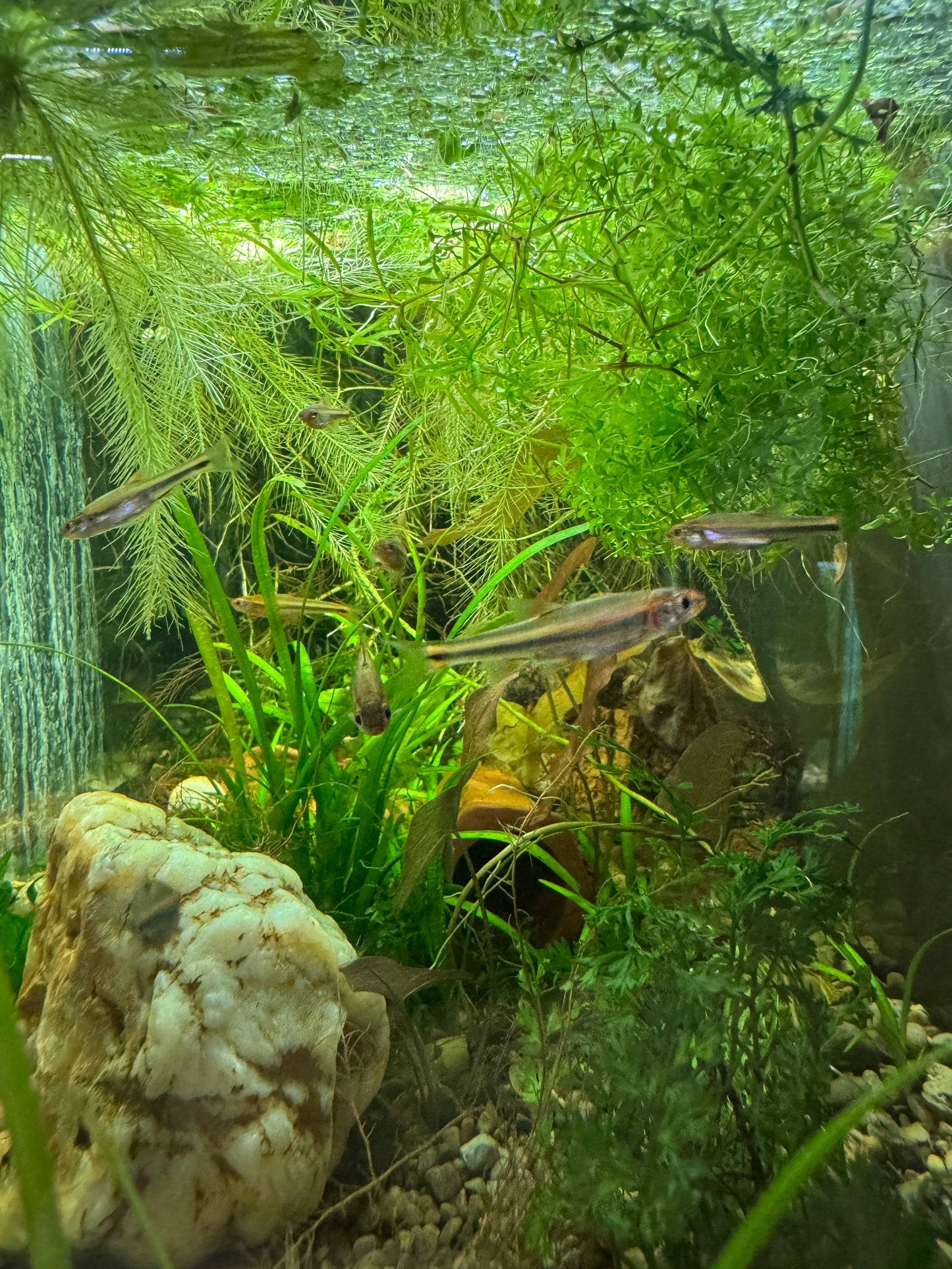 Rainbow Shiner – Living Color for Cool Water Aquariums