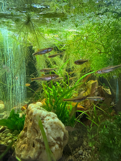 Rainbow Shiner – Living Color for Cool Water Aquariums