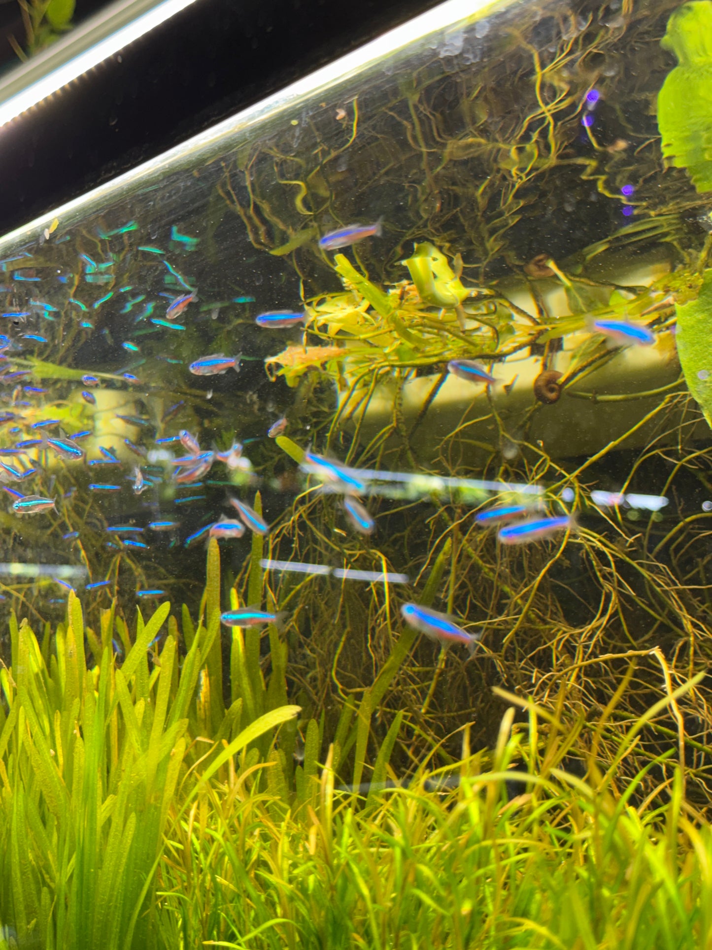 Green Neon Tetra – Tiny Fish, Big Glow