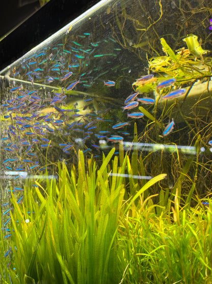 Green Neon Tetra – Tiny Fish, Big Glow