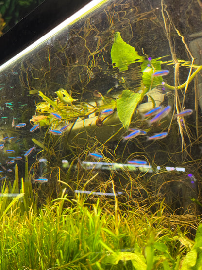 Green Neon Tetra – Tiny Fish, Big Glow