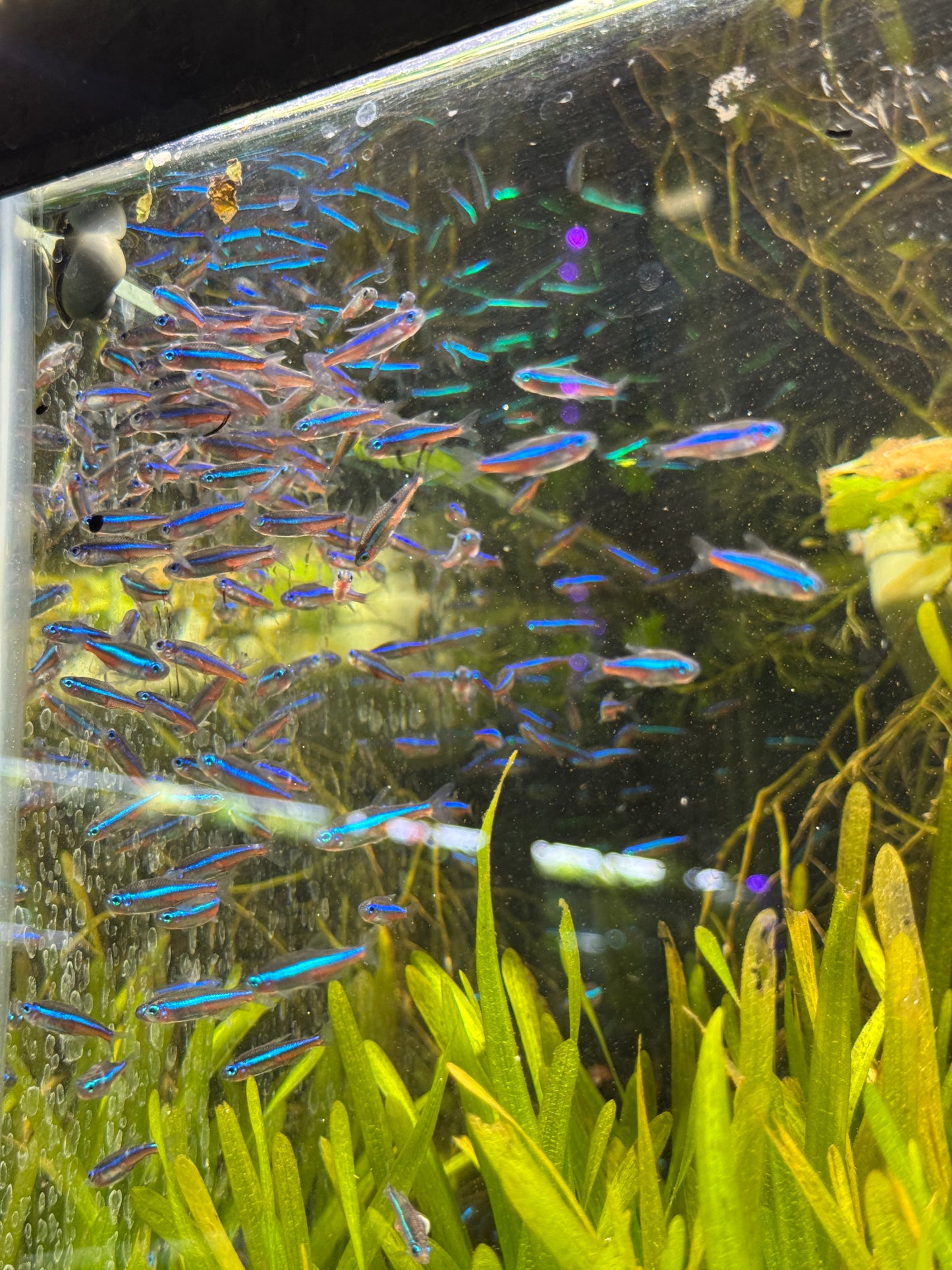 Green Neon Tetra – Tiny Fish, Big Glow