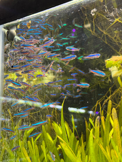 Green Neon Tetra – Tiny Fish, Big Glow