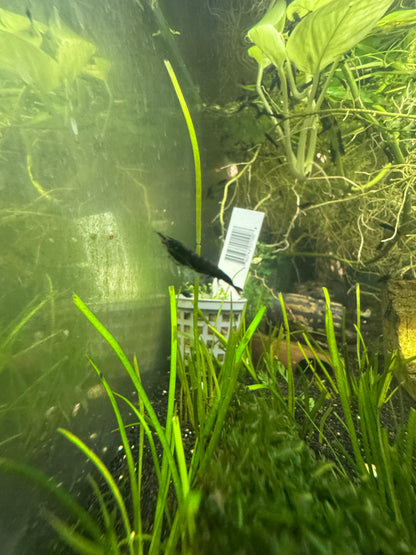 Neocaridina Shrimp – Colorful, Hardy, and Fun for Planted Aquariums