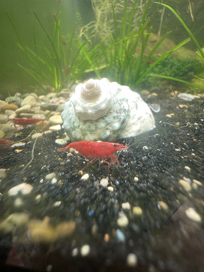 Neocaridina Shrimp – Colorful, Hardy, and Fun for Planted Aquariums