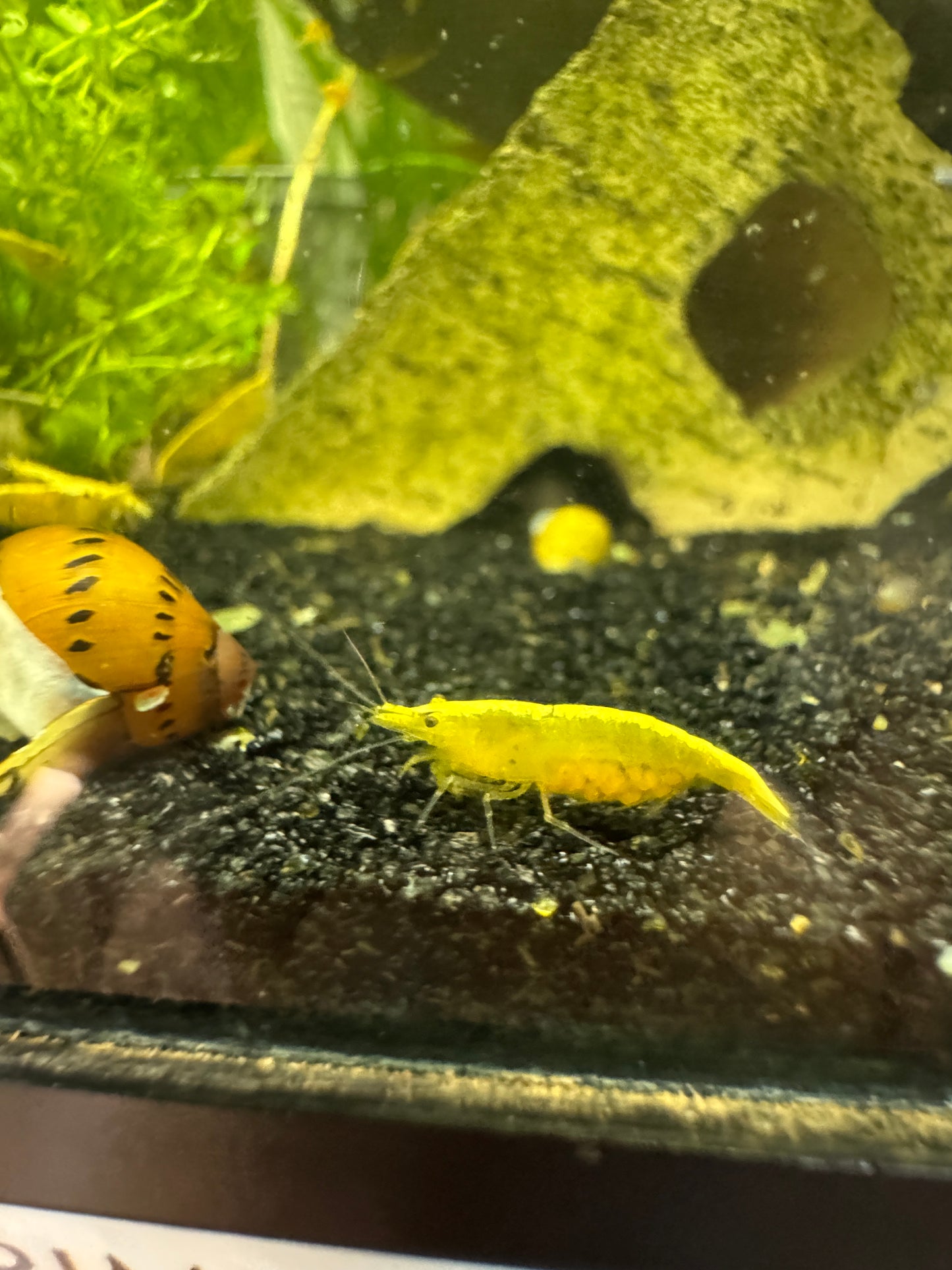 Neocaridina Shrimp – Colorful, Hardy, and Fun for Planted Aquariums