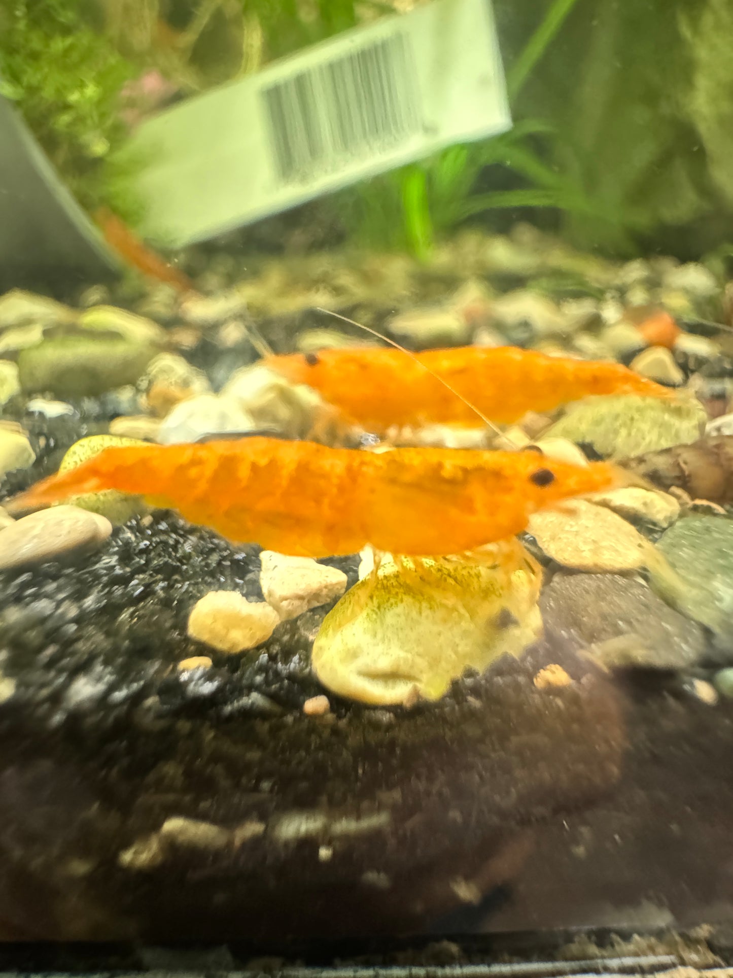 Neocaridina Shrimp – Colorful, Hardy, and Fun for Planted Aquariums
