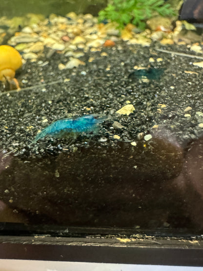 Neocaridina Shrimp – Colorful, Hardy, and Fun for Planted Aquariums