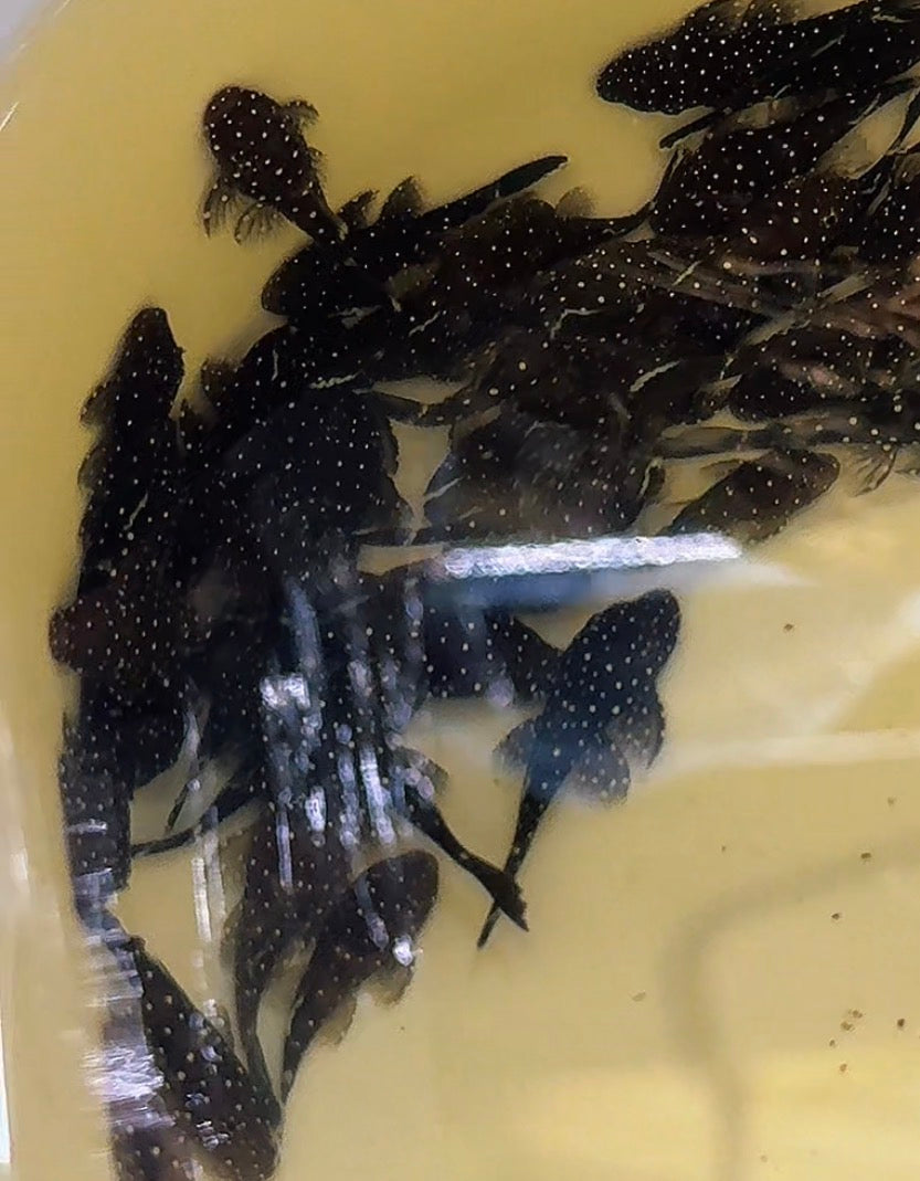Starlight Pleco – A Stunning Spotted Bristlenose with Bold Personality