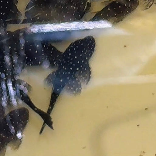 Starlight Pleco – A Stunning Spotted Bristlenose with Bold Personality