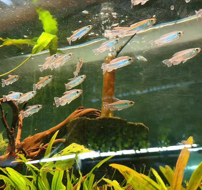 Congo Tetra – Flowing Color for Peaceful Community Aquariums