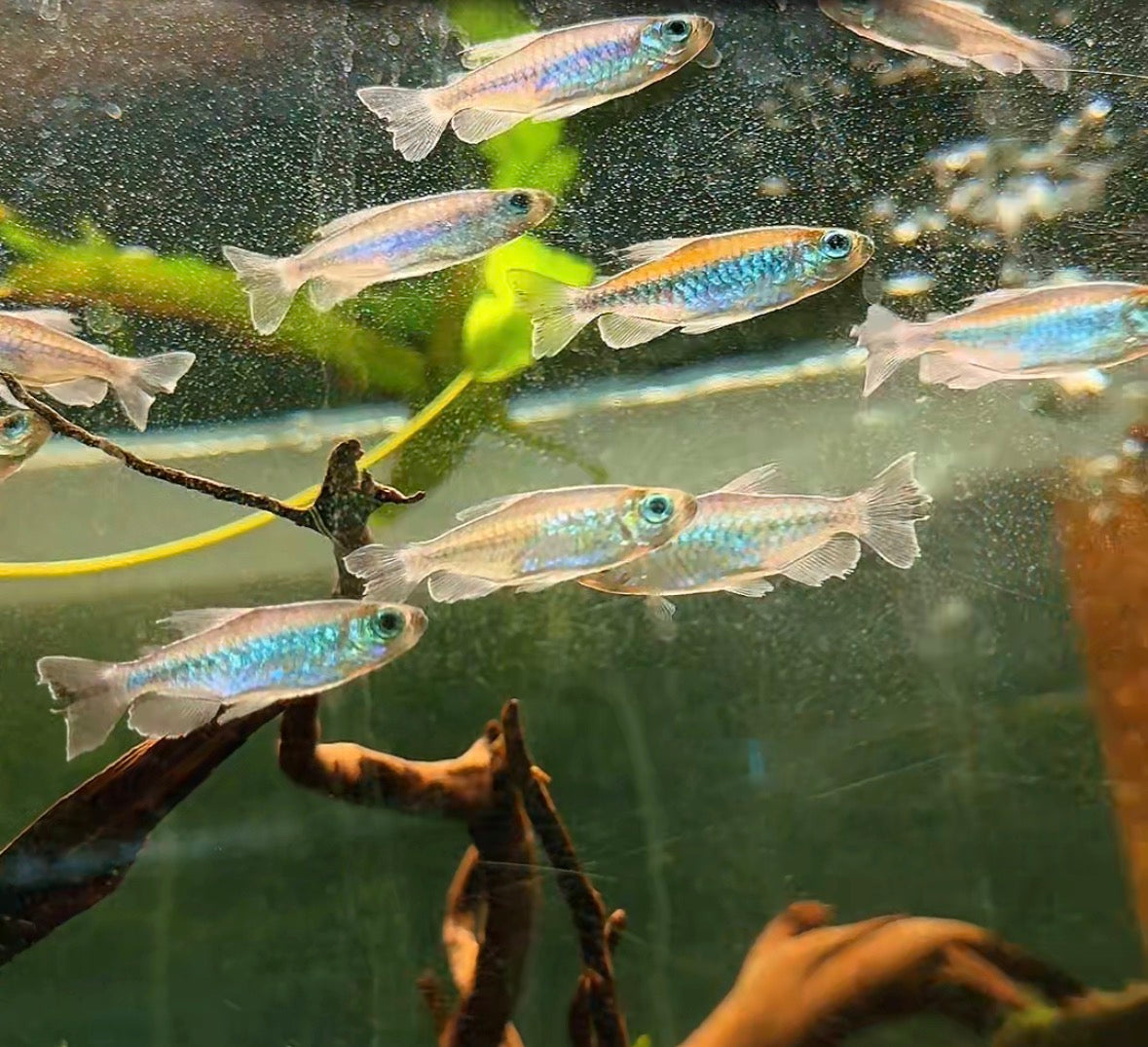Congo Tetra – Flowing Color for Peaceful Community Aquariums